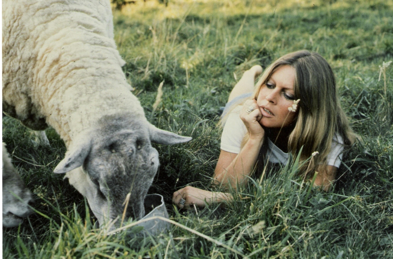 Brigitte Bardot pousse un coup de gueule contre la fete de l’aid !